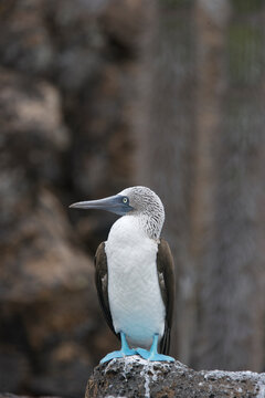 Blue-footed booby on the Galapagos islands