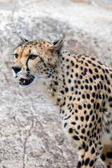 Cheetah © chrisdorney