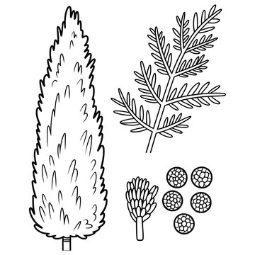 Black and white hand drawn cypress tree illustration with detailed foliage branch and small round seed cones elements