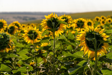 Blooming yellow sunflowers field view ideal for wallpaper design and wall mural print © ElenaEdelweys