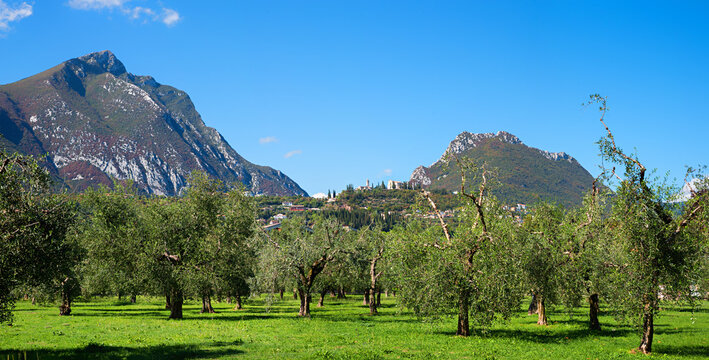 Olive grove with old trees. Monte Pizzocolo and Monte Castello di Gaino, toscolano italy