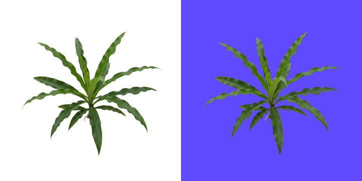 Fresh green dracaena plant with long leaves for home decor png