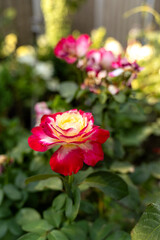 Obraz premium Vibrant bi-color pink and yellow rose flower blooming in sunlit garden