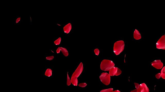 Falling Red Rose Petals Rain Overlay on Green Screen and Black Background - Floating Romantic Floral Particle Stream Motion Graphic - Vertical and Landscape Valentine Wedding Template