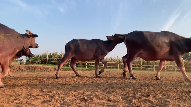 Water buffalo walking across a rural farm landscape under a clear blue sky, showing traditional livestock activity in an agricultural environment.