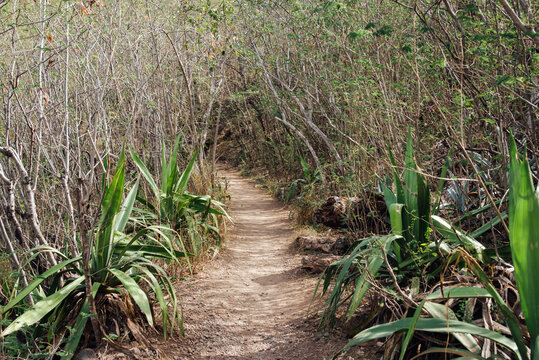 Chemin de randonn&eacute;e dans une for&ecirc;t tropicale de l'&icirc;le de La R&eacute;union. Sentier de trek en for&ecirc;t humide.