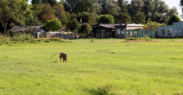 Boxer dog walking in the green grass, closeup of photo. Healthy pet's life concept. 
