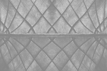 Macro Tropical Giant Elephant Ear Leaf Veins Texture Overlay for Botanical Design Isolated on Transparent Background