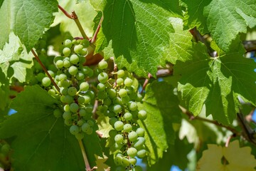grapes ripening on the vine ready to be pressed into wine © Penny