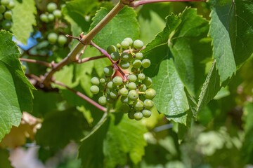 grapes ripening on the vine ready to be pressed into wine © Penny