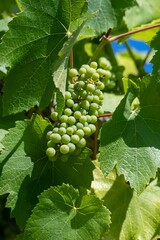 grapes ripening on the vine ready to be pressed into wine © Penny