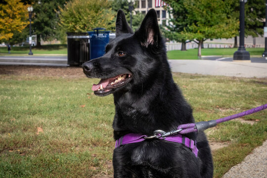 Black German shepard