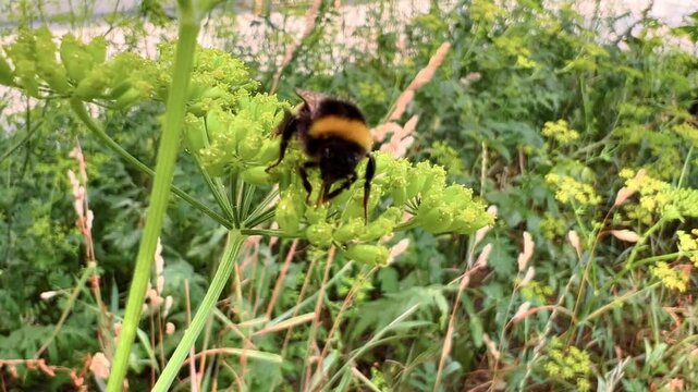 Bumblebee forages on green dill flower cluster in lush summer vegetation