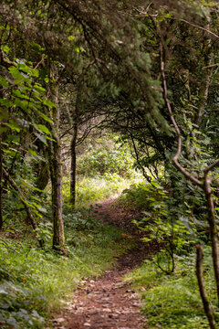 Hirtshals, Denmark  Green lush woods in the vicinty of North Sea sand dunes