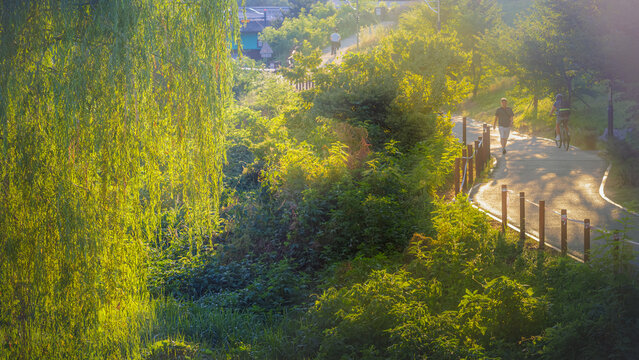 Golden hour sunlight illuminating a weeping willow tree and a park path with people walking and cycling (Peaceful summer evening scene of a scenic riverside path under glowing late afternoon sun)
