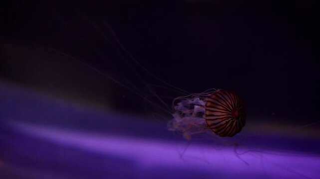 Beautiful Chrysaora pacifica jellyfish underwater in aquarium
