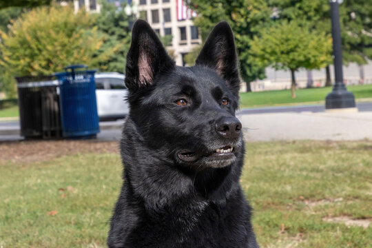 Black German shepard