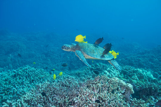 Green sea turtle swimming with fish near Hawaii