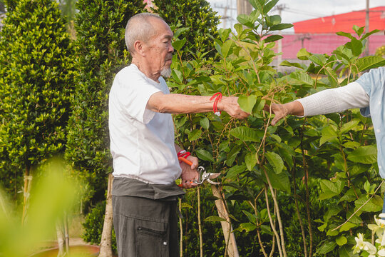 Senior Asian man holding pruning shears while working in plant nursery with assistant. Active elderly business owner caring for green garden plants, active aging, wellness and longevity.