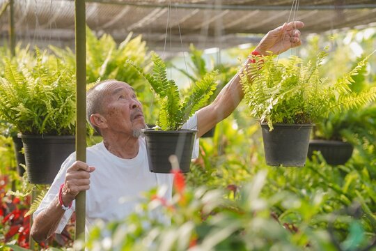 Active Asian senior man reaching up to adjust hanging potted fern in greenhouse nursery. Healthy elderly male plant shop owner enjoying active aging, wellness and longevity lifestyle.