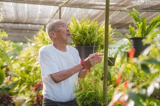 Focused Asian senior man inspecting hanging fern plant in greenhouse nursery. Passionate elderly business owner working in garden, showcasing active aging, wellness and longevity lifestyle.