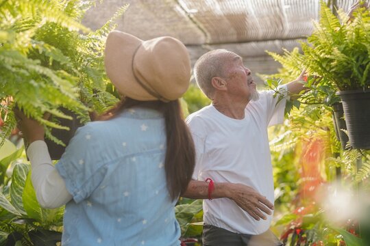Senior Asian father and adult daughter working together in family plant nursery business. Elderly man and female assistant arranging hanging fern plants in greenhouse, active aging lifestyle.