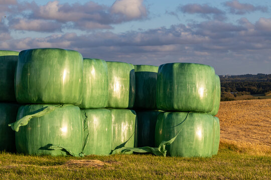 Hirtshals, Denmark Green plastic-covered hay bales on a hillside on a windy day.