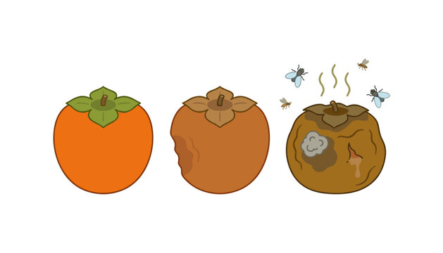 Persimmon Fruit Decomposition Stages Set Showing Fresh Raw Fruit Bad Rotten Persimmon with Mold Odor and Flies for Food Waste Concepts (22 words)