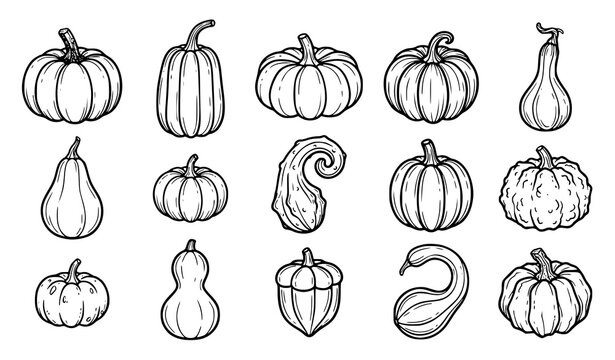 Hand drawn pumpkin and gourd collection featuring assorted winter squash, pumpkins, bottle gourds and decorative vegetable shapes