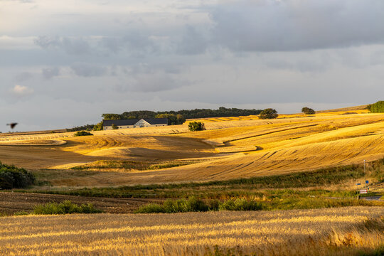 Tornby Bjerg, Denmark A pastoral green and hilly  landscape at sunrise
