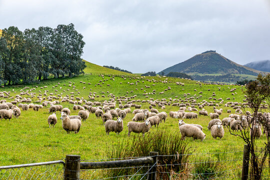Ovis aries - Schafherde auf einer gr&uuml;nen Weide in der h&uuml;geligen Landschaft der Catlins in Southland Neuseeland