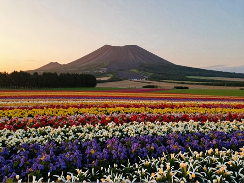 Aerial Flower Plains At Volcano Foot Furano Sunset