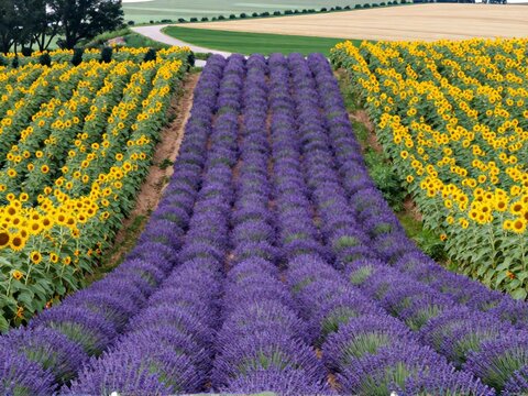 Aerial Long Strip Flower Plots Furano Afternoon