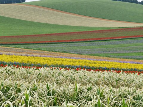 Aerial Natural Mix Flower And Grass Plain Furano