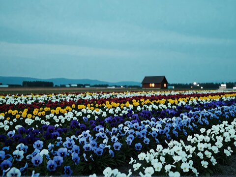 Blue Hour Distant Flower Hills Furano Village Lights