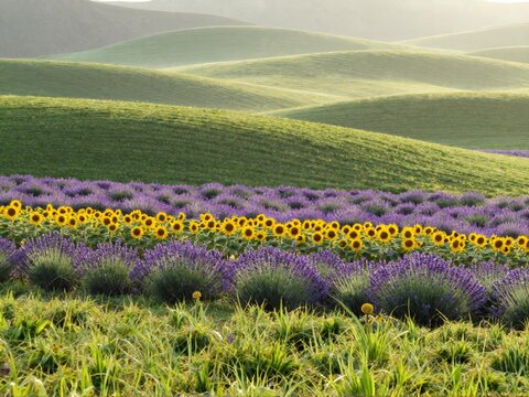 Grass Lavender Sunflower Layer Hill Misty Dawn Furano