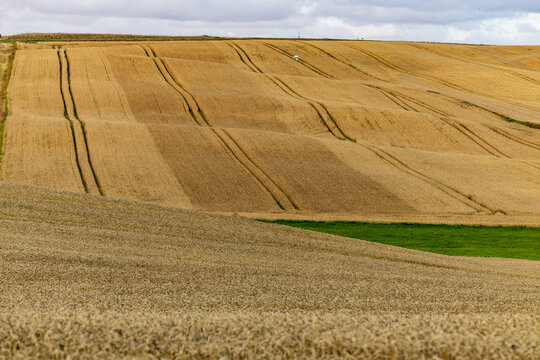 Tornby Bjerg, Denmark A pastoral green and hilly  landscape of wheat fields at sunrise