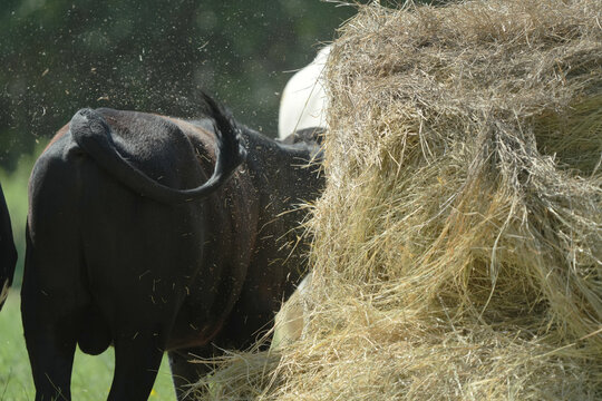 Black cow eating from a large round hay bale on a farm