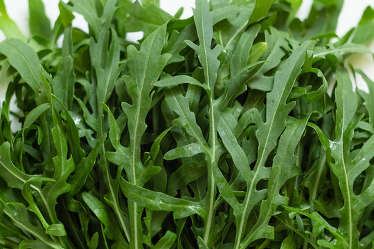 Fresh green arugula leaves covered with water droplets, highlighting crisp texture, healthy greens, natural freshness, and culinary use.