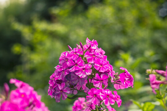 Vibrant pink garden phlox flowers in full bloom, growing among lush green foliage in a beautiful summer garden with a soft blurred natural background.