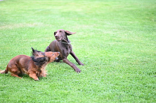A Czech Wirehaired Pointer playing with a red long-haired dachshund puppy in the grass in a sunny garden. The image captures a playful interaction between two dogs, joyful puppy behavior, and a natura