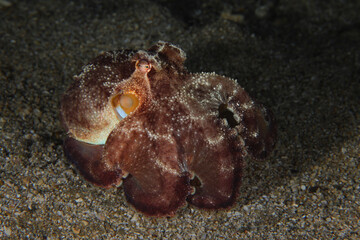 Baby octopus © Sakis Lazarides
