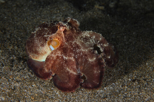 Baby octopus