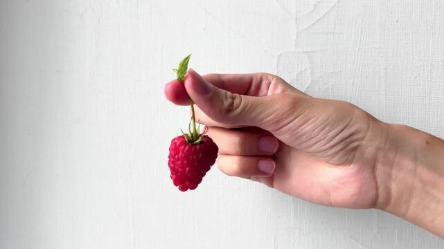 Adult hand holds a ripe red raspberry by its green stem
