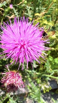 Yellow and black wasp feeds on vivid purple thistle flower outdoors
