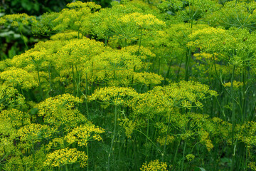 Obraz premium Dill Plant with Yellow Flower Clusters in Garden, Anethum graveolens