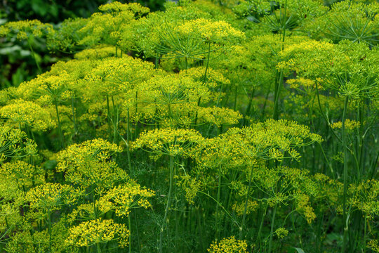 Dill Plant with Yellow Flower Clusters in Garden, Anethum graveolens