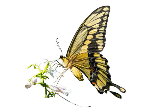 Giant Swallowtail (Papilio Rumiko), Feeding on Orchid Tree (Bauhinia purpurea) Blooms, Perched Over an Isolated, Transparent, PNG Background