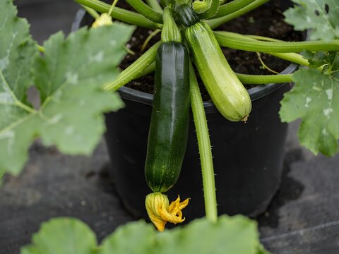 Young zucchini plant growing in black pot with green leaves on dark surface