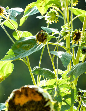 Close-up of sunflowers in a summer garden